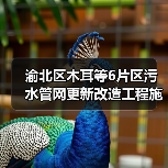 渝北区木耳等6片区污水管网更新改造工程施工(图4) 渝北区木耳等6片区污水管网更新改造工程施工(图4)