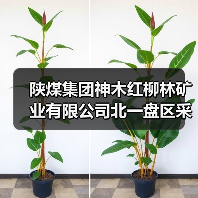 陕煤集团神木红柳林矿业有限公司北一盘区采煤沉陷沉稳区灌溉复垦工程招标公告（图1）