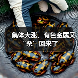 集体大涨,有色金属又“杀”回来了(图4) 集体大涨,有色金属又“杀”回来了(图4)
