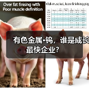 有色金属·钨,谁是成长最快企业?(图2) 有色金属·钨,谁是成长最快企业?(图2)