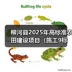 柳河县2025年高标准农田建设项目(施工9标段、施工10标段)招标公告(图4) 柳河县2025年高标准农田建设项目(施工9标段、施工10标段)招标公告(图4)