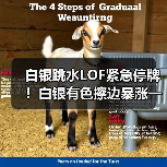 白银跳水LOF紧急停牌!白银有色擦边暴涨一个月(图1) 白银跳水LOF紧急停牌!白银有色擦边暴涨一个月(图1)