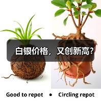 白银价格,又创新高?(图1) 白银价格,又创新高?(图1)