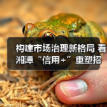 构建市场治理新格局 看湘潭“信用+”重塑招投标生态(图2) 构建市场治理新格局 看湘潭“信用+”重塑招投标生态(图2)