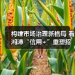 构建市场治理新格局 看湘潭“信用+”重塑招投标生态(图1) 构建市场治理新格局 看湘潭“信用+”重塑招投标生态(图1)