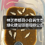 林芝市朗县小白若生态绿化建设项目招标公告(图3) 林芝市朗县小白若生态绿化建设项目招标公告(图3)