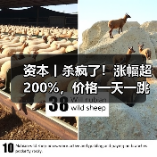 资本丨杀疯了!涨幅超200%,价格一天一跳,拐点在哪?(图3) 资本丨杀疯了!涨幅超200%,价格一天一跳,拐点在哪?(图3)