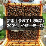 资本丨杀疯了!涨幅超200%,价格一天一跳,拐点在哪?(图4) 资本丨杀疯了!涨幅超200%,价格一天一跳,拐点在哪?(图4)