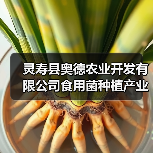 灵寿县奥德农业开发有限公司食用菌种植产业园建设项目招标公告(图1) 灵寿县奥德农业开发有限公司食用菌种植产业园建设项目招标公告(图1)