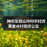 神农架后山坪村农村改革重点村招标公告（图4）