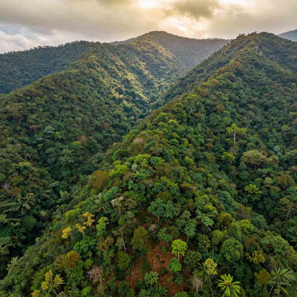 中国“调色盘”增新绿！森林覆盖率超25%