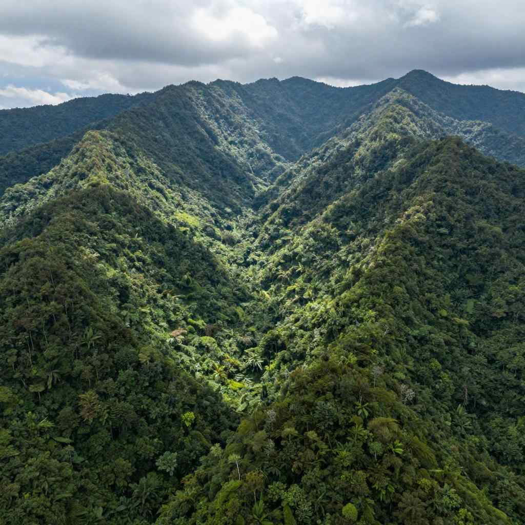 中国“调色盘”增新绿！森林覆盖率超25%